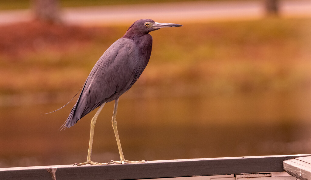 Little Blue Heron on the Rail! by rickster549