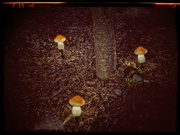 14th Dec 2023 - Festive Fungi