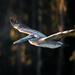 Brown Pelican by nicoleweg
