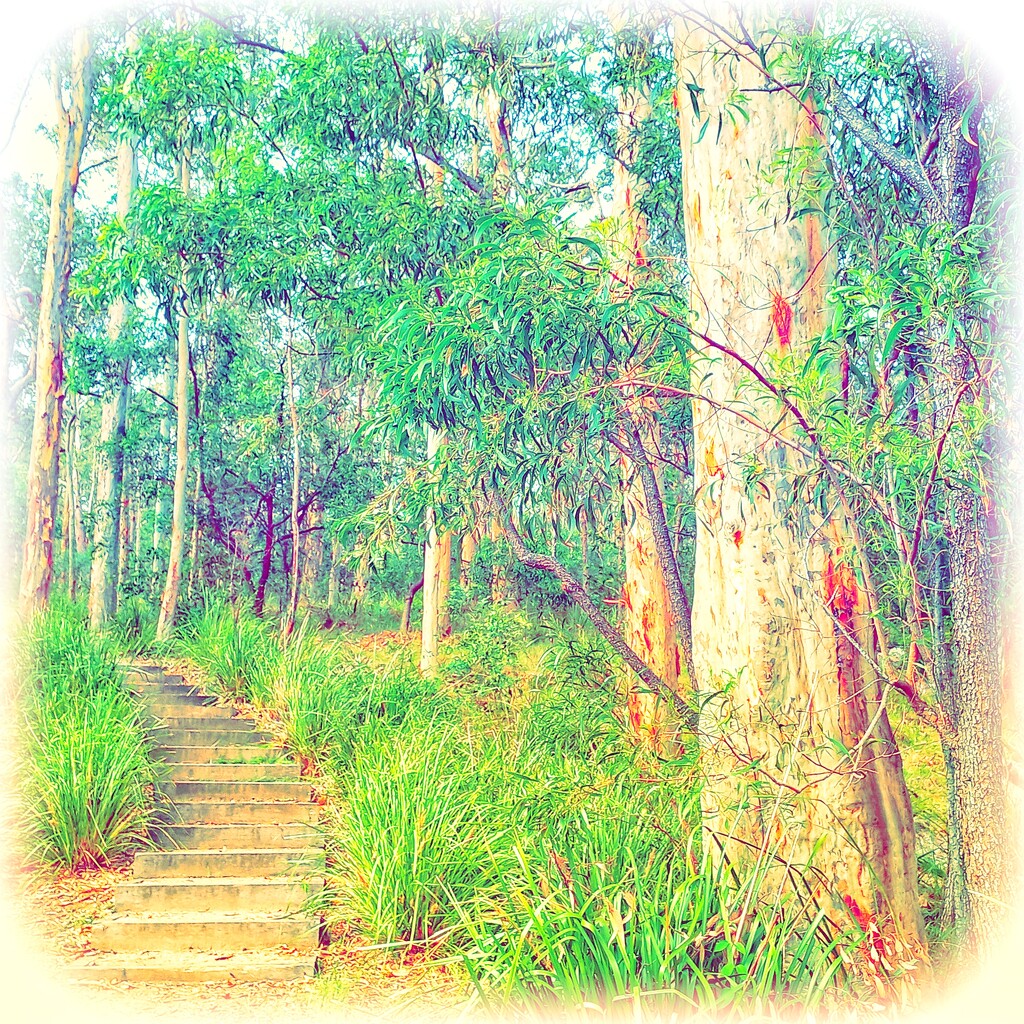 Bushwalk by aq21