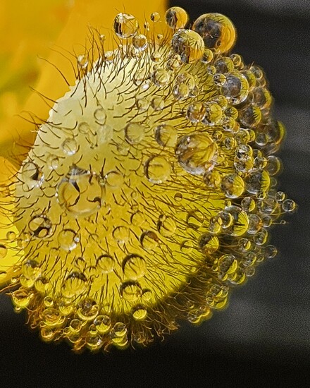 Droplets a plenty by 365projectclmutlow