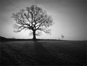 14th Dec 2023 - the lone tree