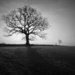 the lone tree by quietpurplehaze