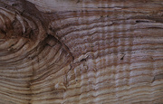 13th Dec 2023 - patterns in wood