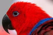 14th Dec 2023 - Eclectus Parrot