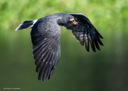 14th Dec 2023 - Snail Kite