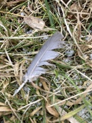 14th Dec 2023 - Tiny Feather