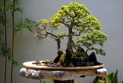 14th Dec 2023 - magical bonsai