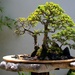 magical bonsai by blueberry1222