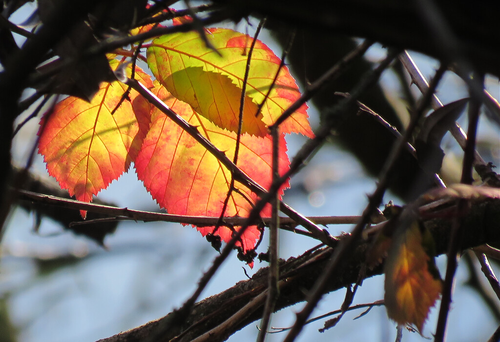 Late-Fall Leaves by seattlite