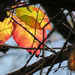 Late-Fall Leaves by seattlite