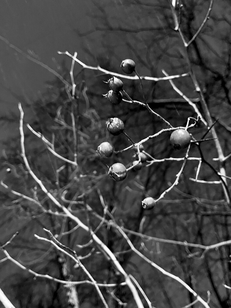 Winter berries  by daryavr