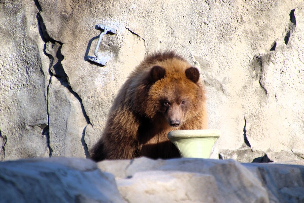 Brown Bear Eats by randy23