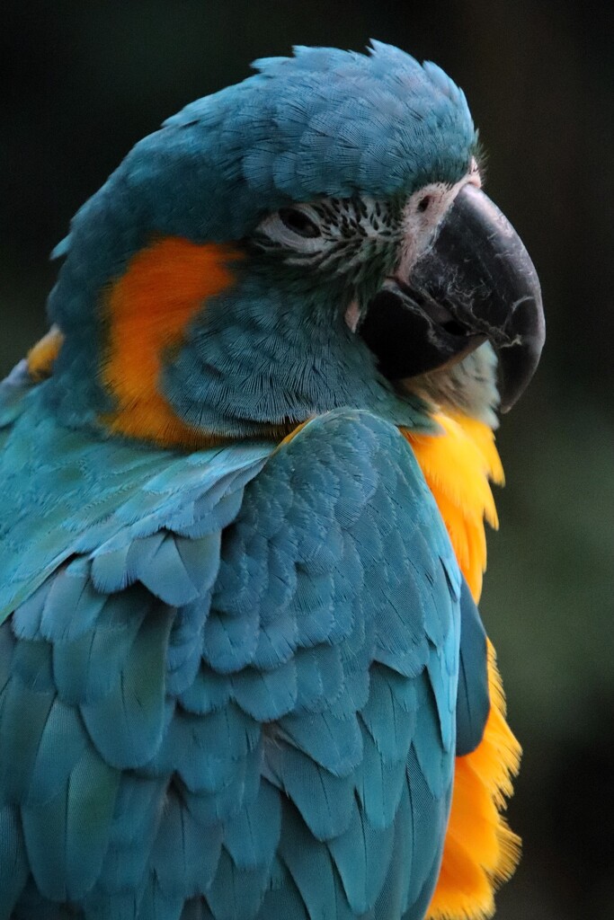Blue Macaw by randy23