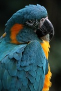 15th Nov 2023 - Blue Macaw