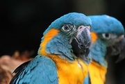 16th Nov 2023 - Macaw Portrait