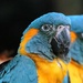 Macaw Portrait by randy23