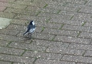 14th Dec 2023 - Pied wagtail 