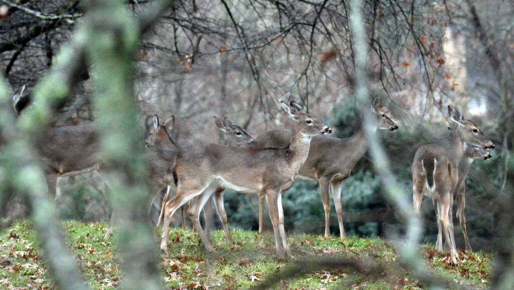 Dec 10 Deer Herd On Alert IMG_5442AA by georgegailmcdowellcom