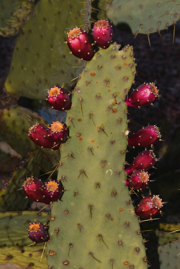 12 13 Self decorated cactus by sandlily