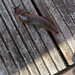 Slug... disgusting! by ollyfran
