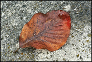 14th Dec 2023 - Magnolia Leaf on the Garden Bench
