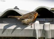 14th Dec 2023 - Tatty Robin