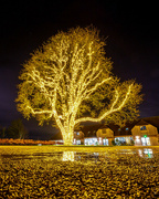 14th Dec 2023 - Tree of Lights