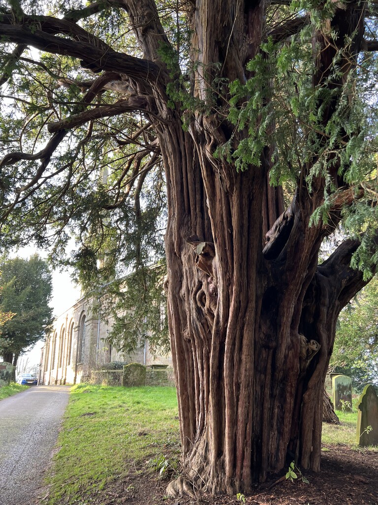Most magnificent Yew tree by tinley23
