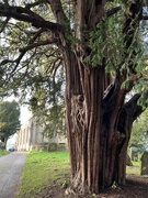 13th Dec 2023 - Most magnificent Yew tree