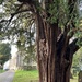 Most magnificent Yew tree by tinley23