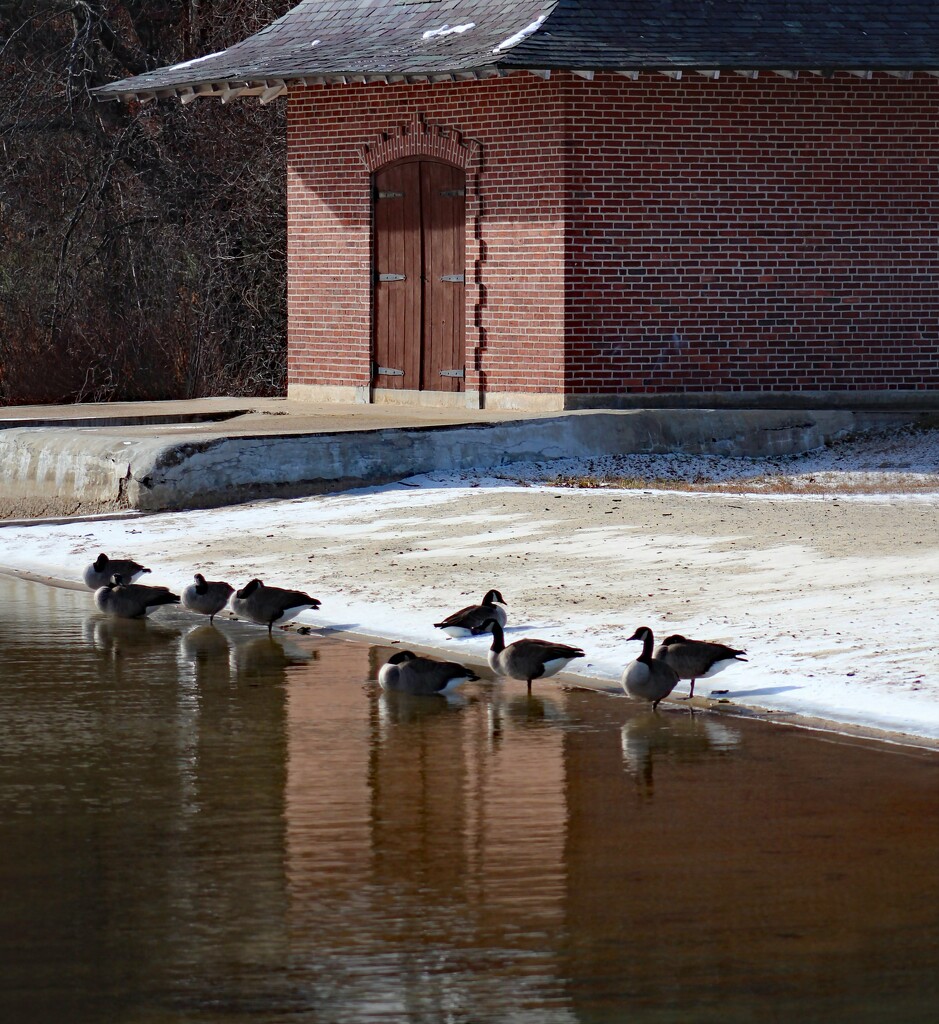 Nine Geese A-Wading by paintdipper
