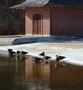 14th Dec 2023 - Nine Geese A-Wading