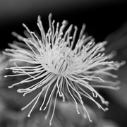 9th Dec 2023 - Macro 9 - Anthers
