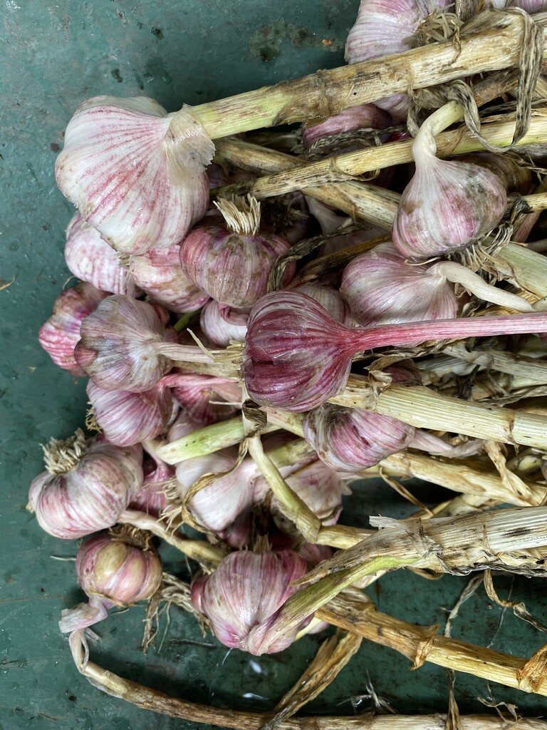 Garlic Harvest. by antlamb