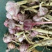 Garlic Harvest. by antlamb