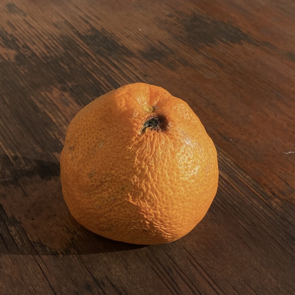 An orange from our tree by aaronosaurus