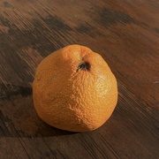 14th Dec 2023 - An orange from our tree