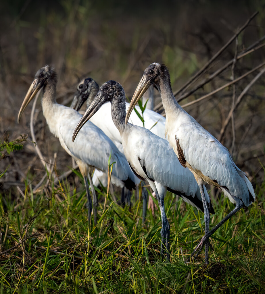 Wood Storks by nicoleweg