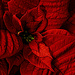 Poinsettia by lstasel