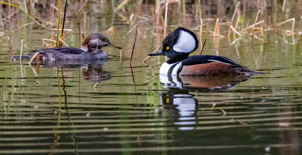 More Mergansers! by rickster549
