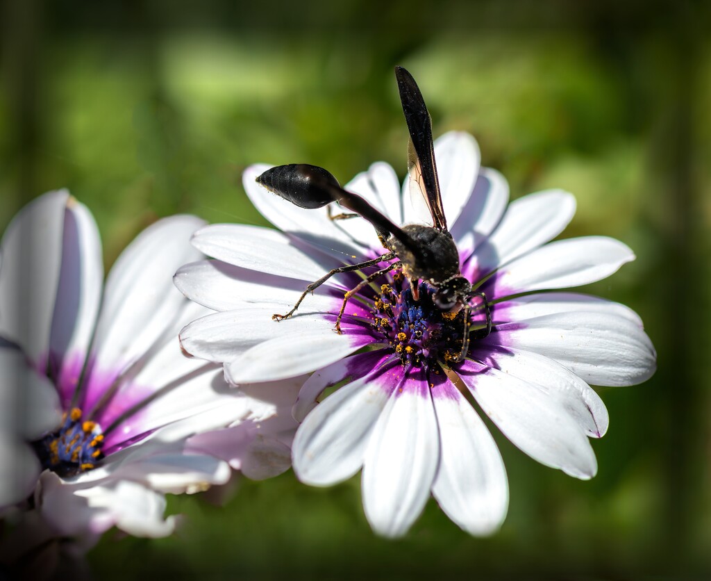 The pollinator by ludwigsdiana