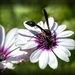 The pollinator by ludwigsdiana