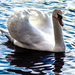 Swan lake by stuart46