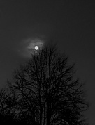 26th Nov 2023 - Moon on the tree