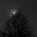 Moon on the tree by daryavr