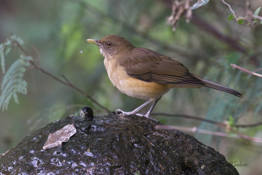 LHG_8635 clay colored thrush by rontu