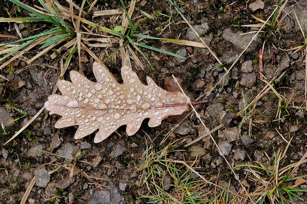 a leaf on a path by christophercox