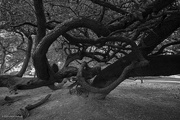 15th Dec 2023 - Gnarly Tree Branches