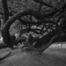 Gnarly Tree Branches by dkellogg